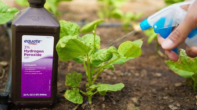 کاربردهای آب اکسیژنه در صنعت کشاورزی و باغبانی